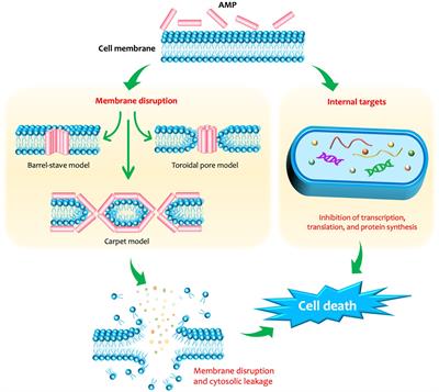 Frontiers | Efficiency Of Antimicrobial Peptides Against Multidrug ...